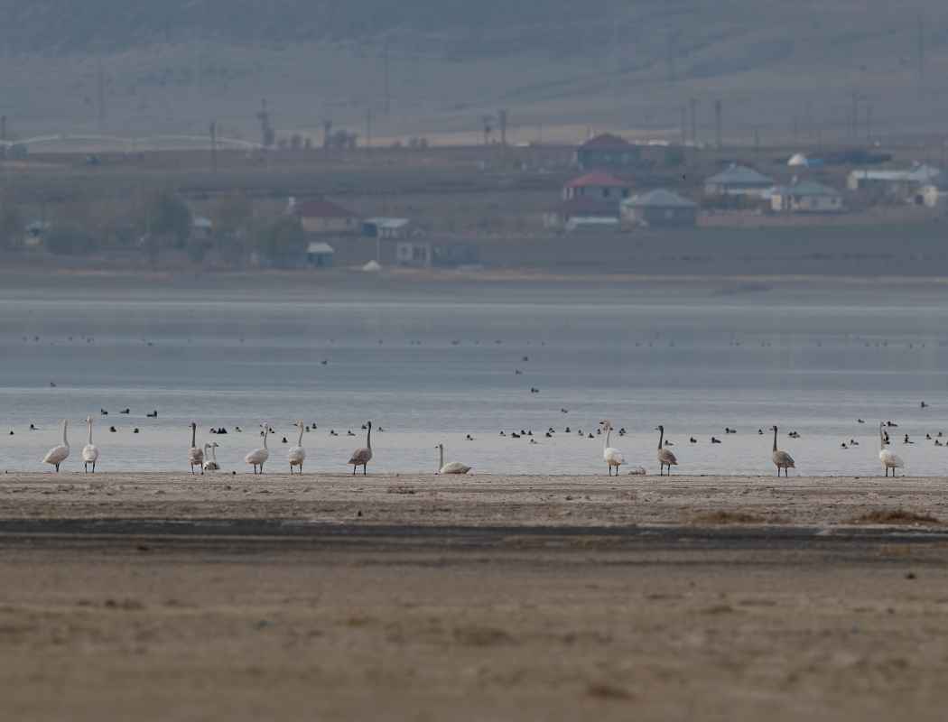 Whooper Swan